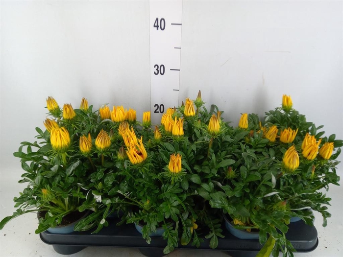 <h4>Gazania rig. 'Gazoo Clear Yellow'</h4>