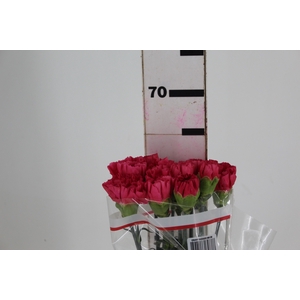 CRAVO BIZET 060 CM PINK