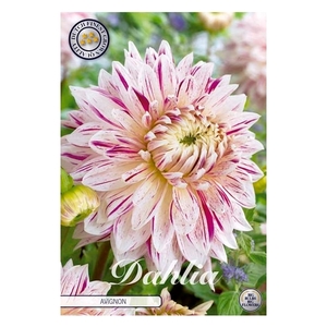 Dahlia Avignon x1 l