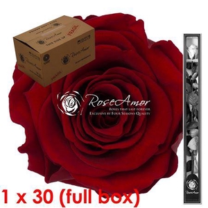 60cm Stem Red01 Bulk