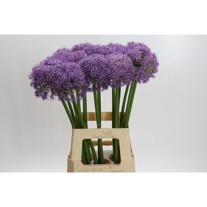 Allium Dutchman