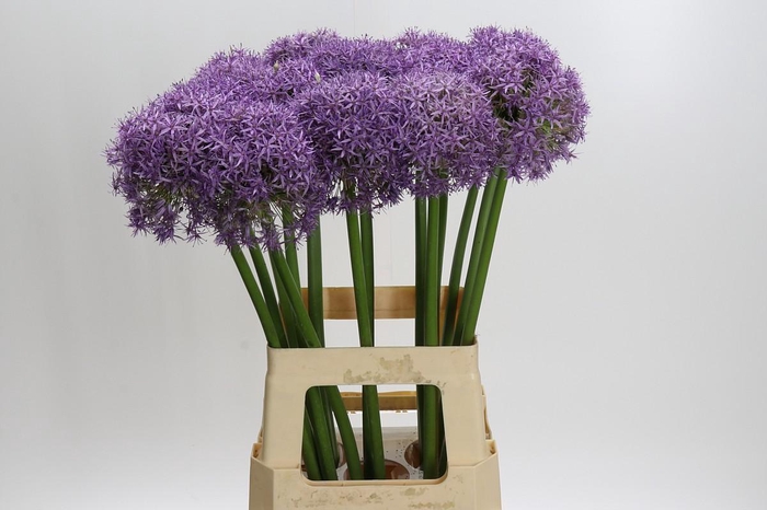 <h4>Allium Dutchman</h4>