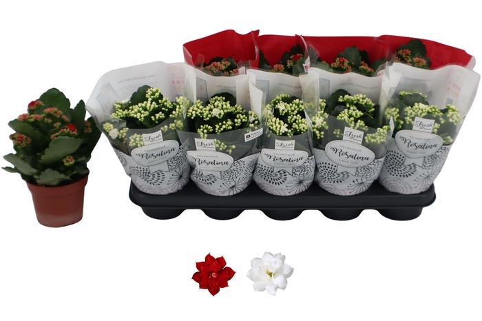 <h4>KAL GE RO GEM 2 KL</h4>