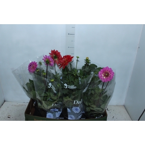 DAHLIA XXL P15