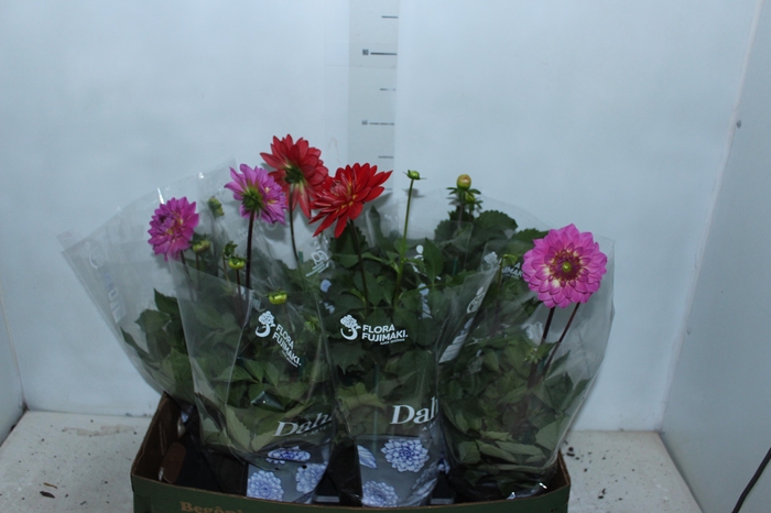 <h4>DAHLIA XXL P15</h4>