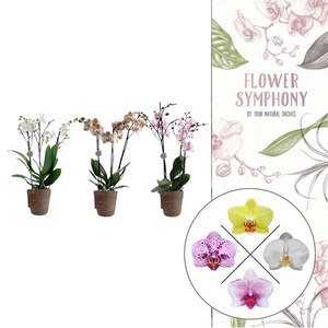 Flower Symphony | Mix in Terima Kasih | Phalaenopsis 3 spike