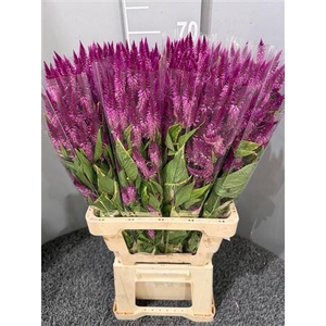 Celosia Celway Purple
