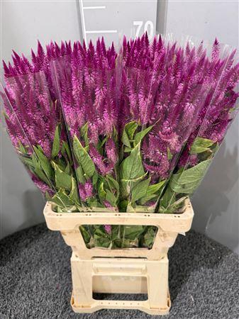 <h4>Celosia Celway Purple</h4>