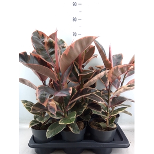 Ficus elastica 'Belize'