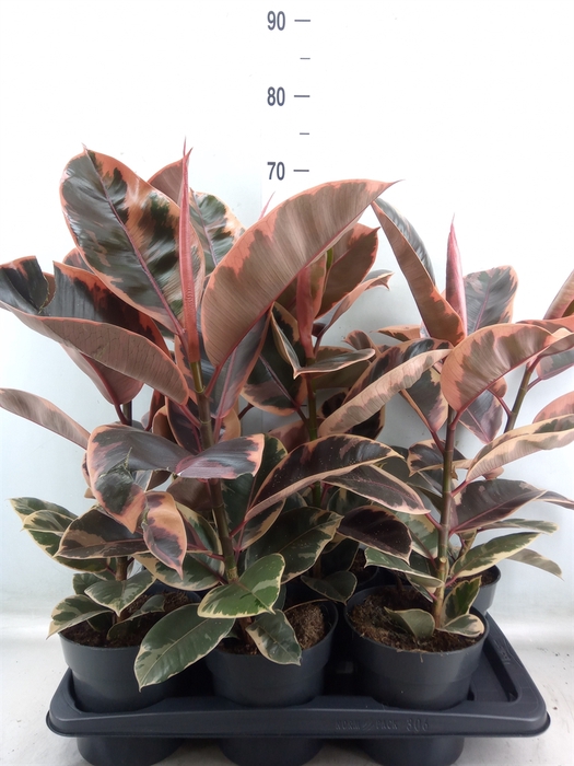 <h4>Ficus elastica 'Belize'</h4>