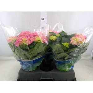 Hydrangea mac. 'Rosita'
