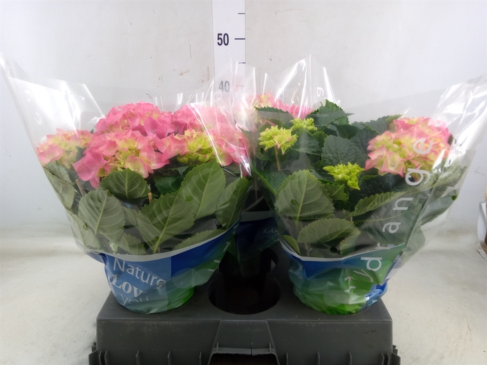 <h4>Hydrangea mac. 'Rosita'</h4>