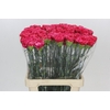 Dianthus St Bizet