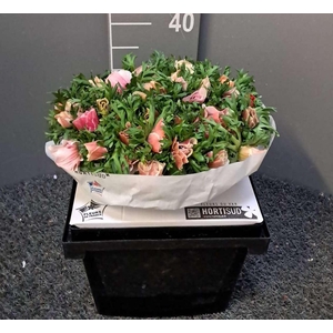 Anem Scirocco White Bianco