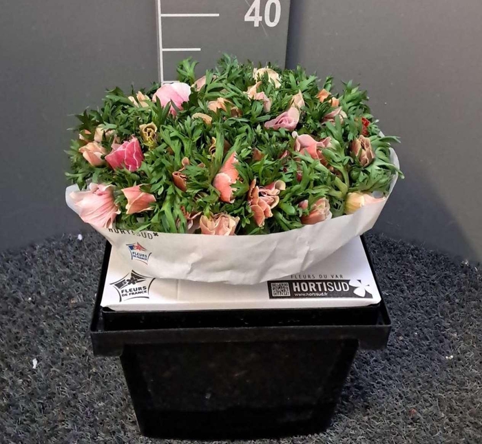 <h4>Anem Scirocco White Bianco</h4>