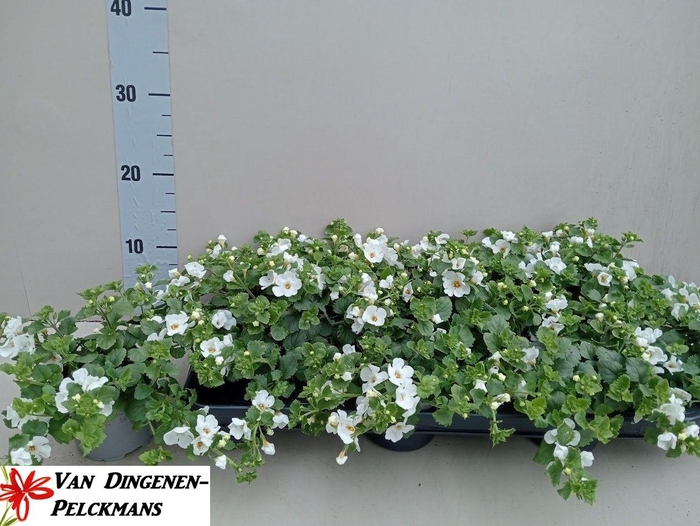 <h4>SUT BIG WHITE FALLS</h4>