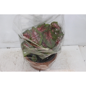 CALADIUM CAROLYN WHORTON C21