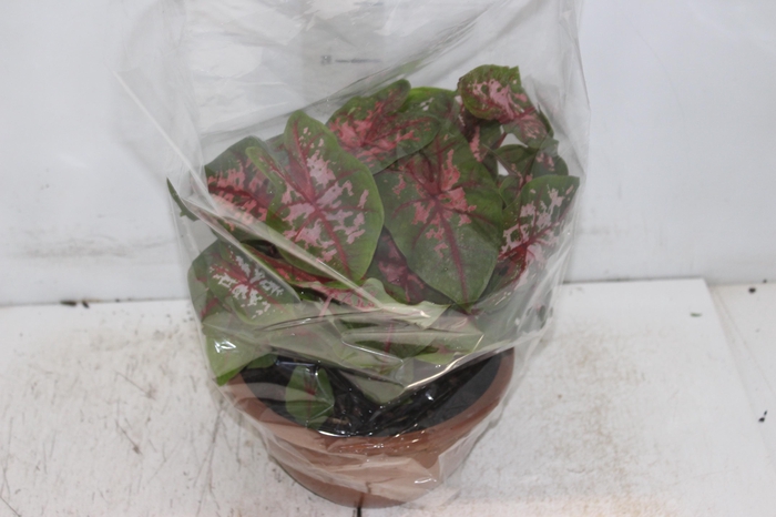 <h4>CALADIUM CAROLYN WHORTON C21</h4>