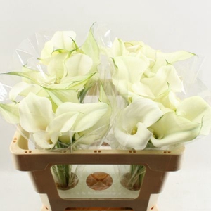 Calla Captain Ventura Double