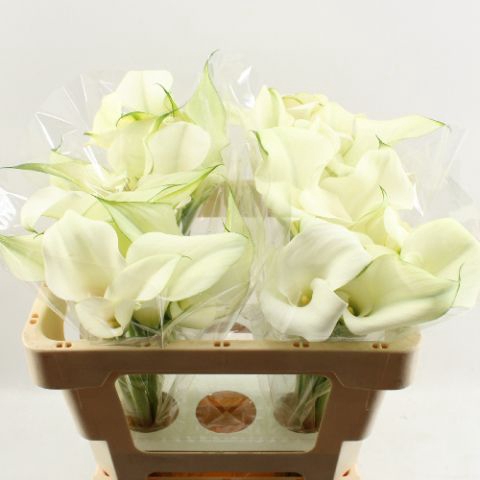 <h4>Calla Captain Ventura Double</h4>