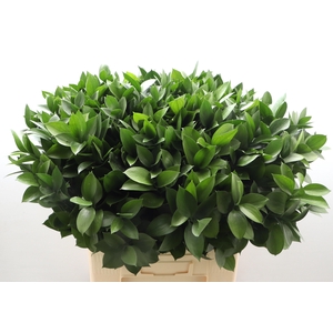 RUSCUS HYPOPHYLLUM