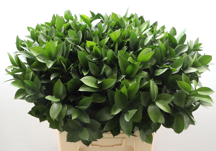 <h4>RUSCUS HYPOPHYLLUM</h4>