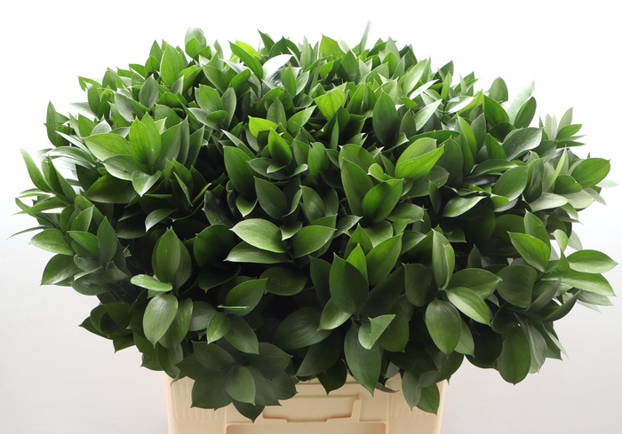 <h4>RUSCUS HYPOPHYLLUM</h4>