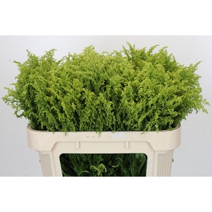 Solidago Tara Gold Buiten