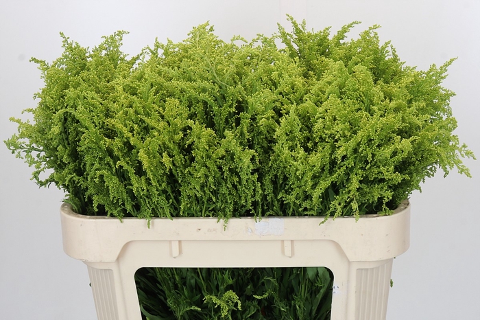 <h4>Solidago Tara Gold Buiten</h4>