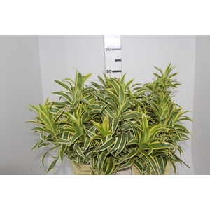 FOLHAGEM DRACENA PLEOMELE VARIEGATA
