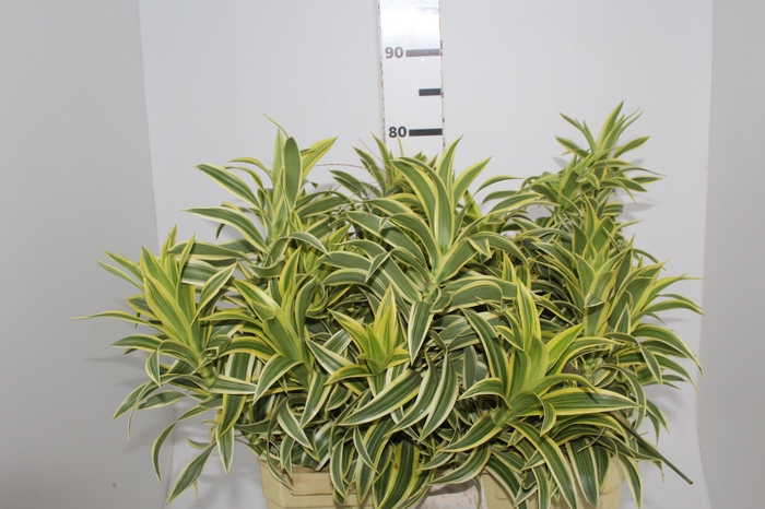 FOLHAGEM DRACENA PLEOMELE VARIEGATA