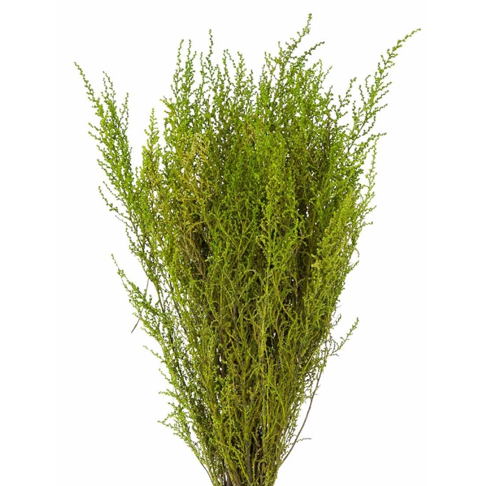 <h4>Stoebe green</h4>