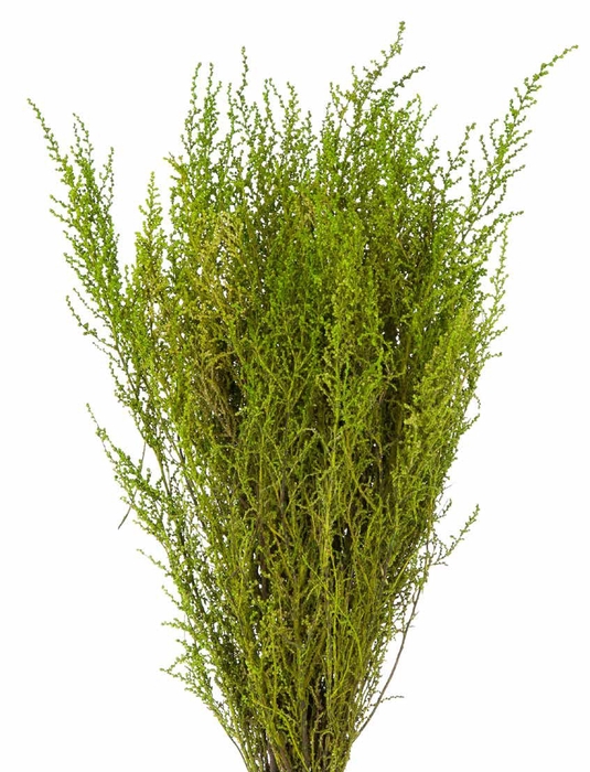 <h4>Stoebe green</h4>