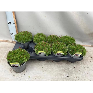 SAXIF AR TOUR DP RED