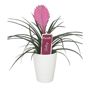 Tillandsia cyanea 'Anita' in wit ribbel keramiek