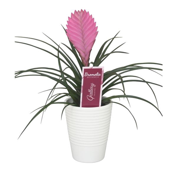 <h4>Tillandsia cyanea 'Anita' in wit ribbel keramiek</h4>