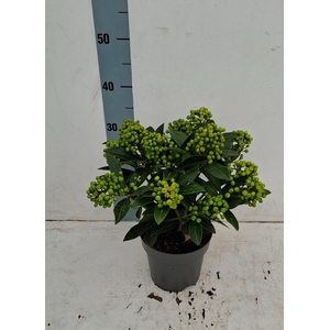 Pabella 17cm 10+ tros