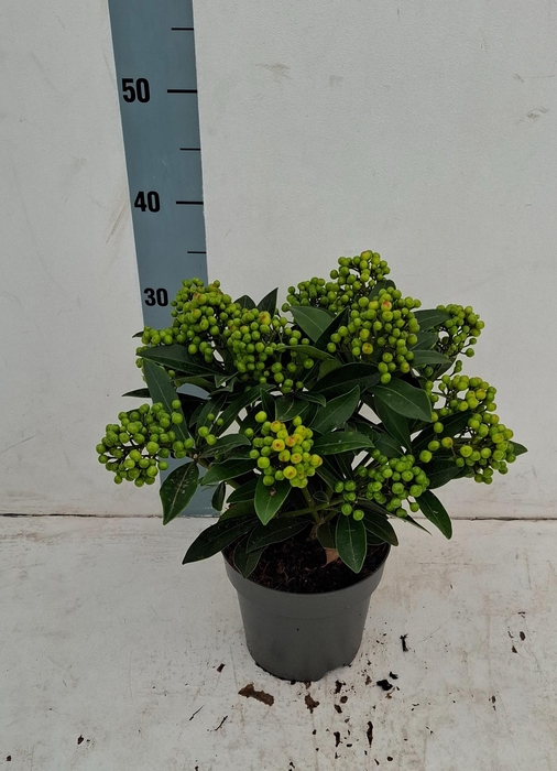 <h4>Pabella 17cm 10+ tros</h4>