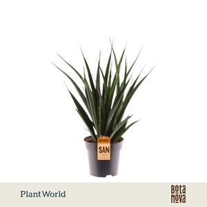 Sansevieria kirkii Friends