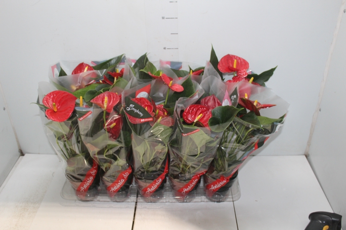 <h4>ANTHURIUM RED SUCCESS P12</h4>