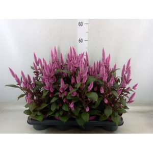 Celosia arg. SP 'Wild Pink'