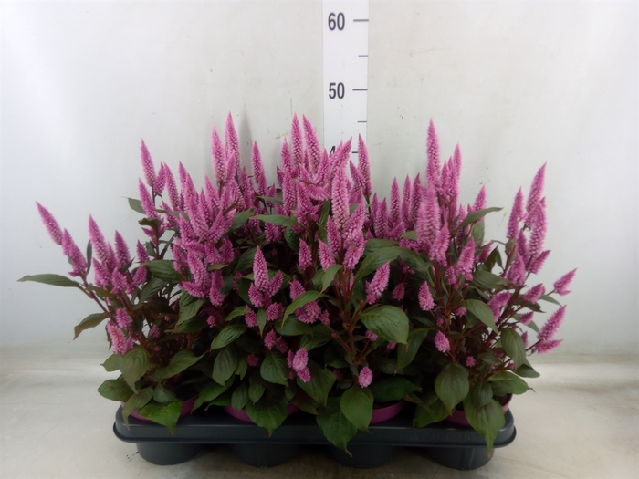 <h4>Celosia arg. SP 'Wild Pink'</h4>