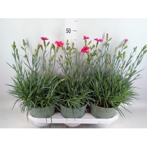 Dianthus   ...