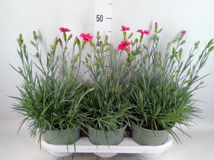<h4>Dianthus   ...</h4>