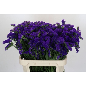 Limonium Marina Violet