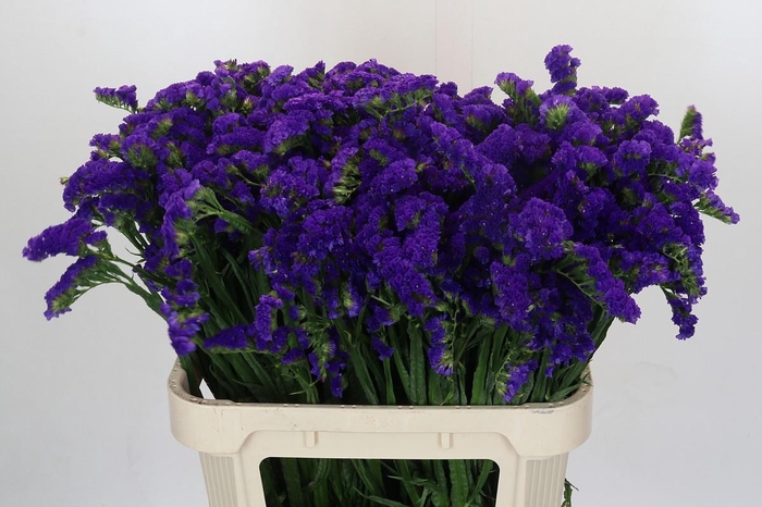 <h4>Limonium Marina Violet</h4>