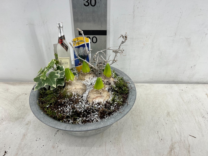 <h4>ARR HYACINTH</h4>