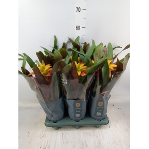 Guzmania  'Fiero Yellow'
