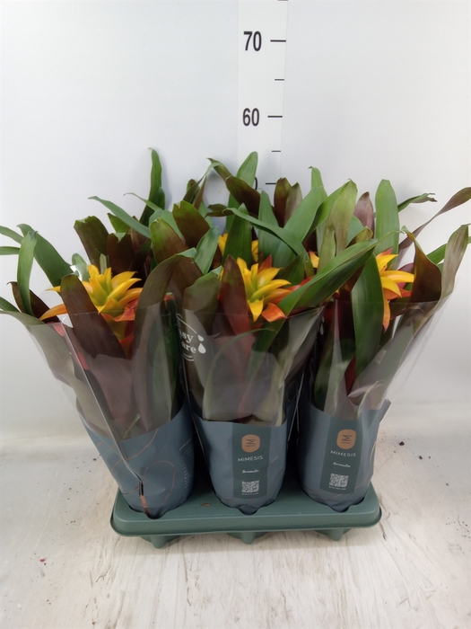 <h4>Guzmania  'Fiero Yellow'</h4>