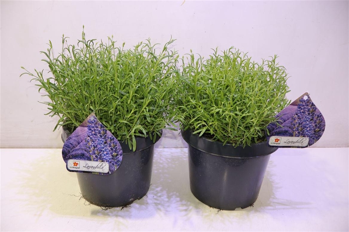 <h4>arr8 Lavan An Dwarf Blue</h4>